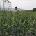 高产油茶苗嫁接薄皮存活高容黄土现挖现发