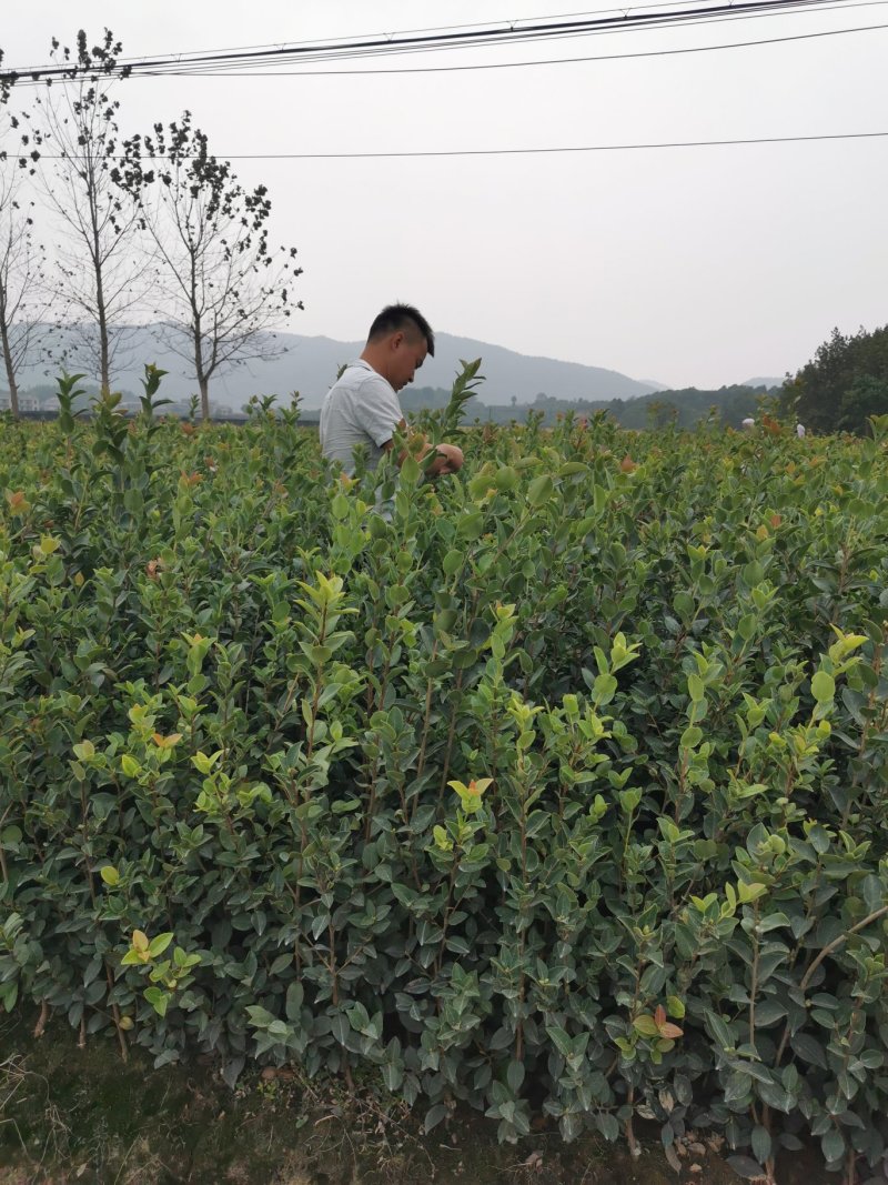 高产油茶苗嫁接薄皮存活高容黄土现挖现发