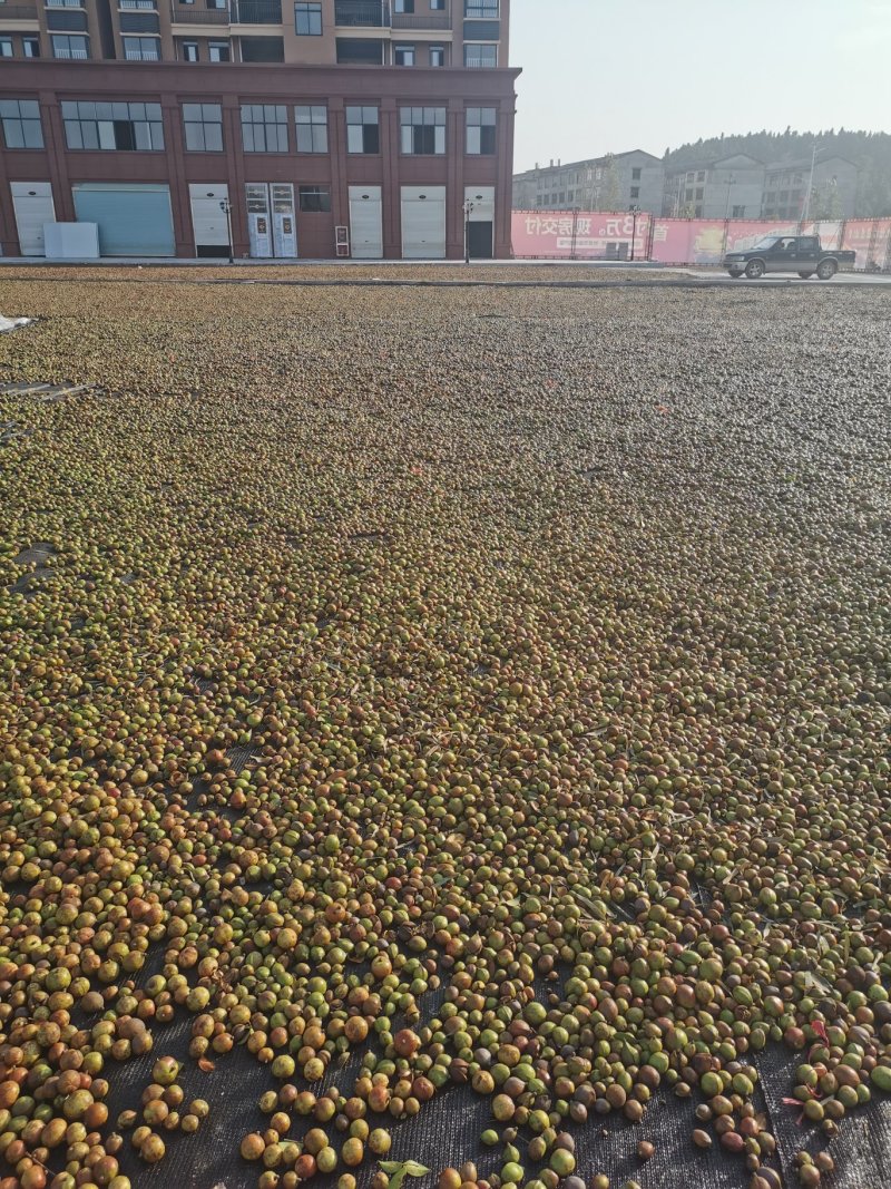 高产油茶苗嫁接薄皮存活高容黄土现挖现发