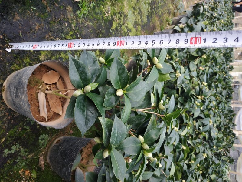 茶花赤丹16杯种植户直销一手货源视频看货放心选苗精挑细选