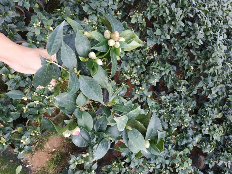 茶花赤丹16杯种植户直销一手货源视频看货放心选苗精挑细选
