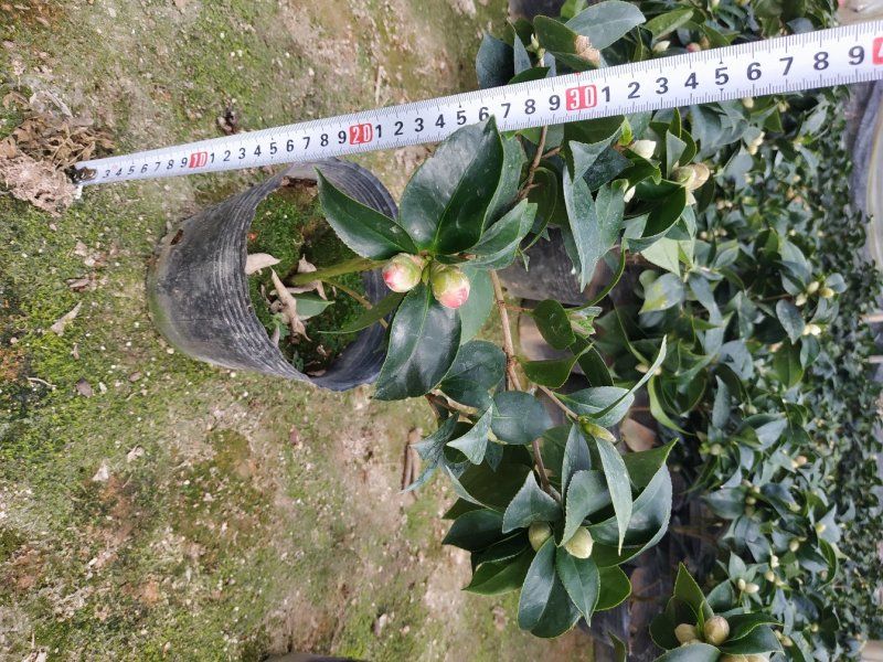 茶花赤丹16杯种植户直销一手货源视频看货放心选苗精挑细选