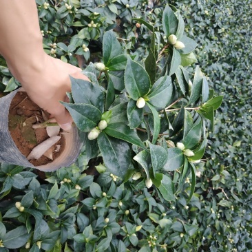 茶花赤丹16杯种植户直销一手货源视频看货放心选苗精挑细选