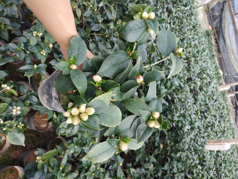 茶花赤丹16杯种植户直销一手货源视频看货放心选苗精挑细选