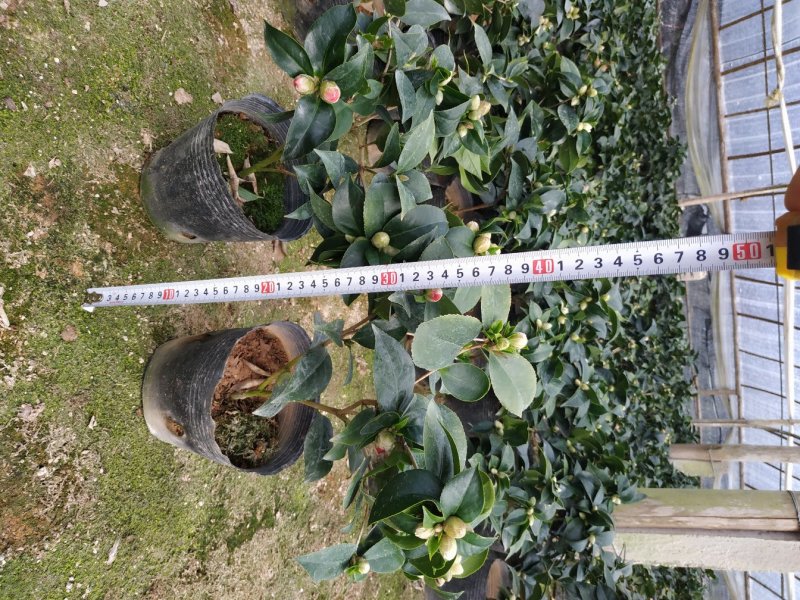 茶花赤丹16杯种植户直销一手货源视频看货放心选苗精挑细选