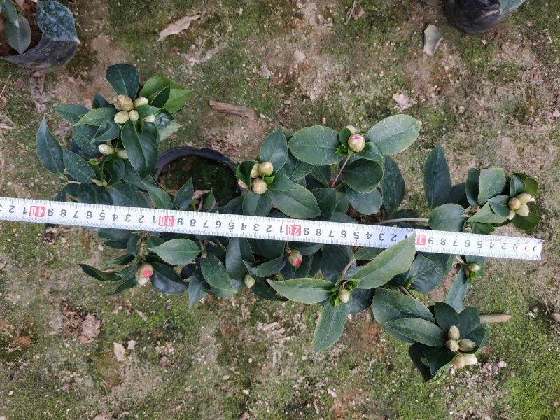茶花赤丹16杯种植户直销一手货源视频看货放心选苗精挑细选