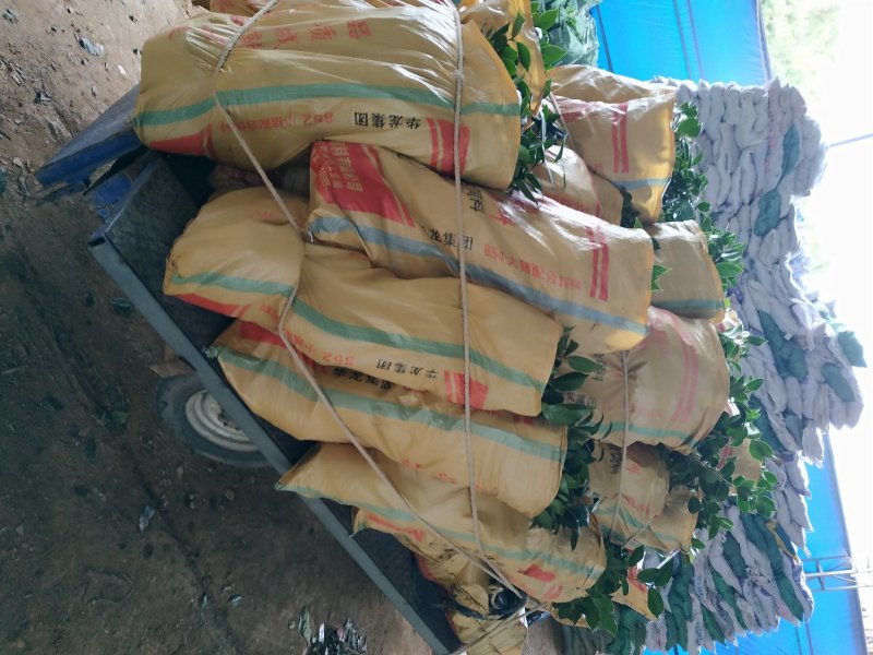 茶花赤丹16杯种植户直销一手货源视频看货放心选苗精挑细选