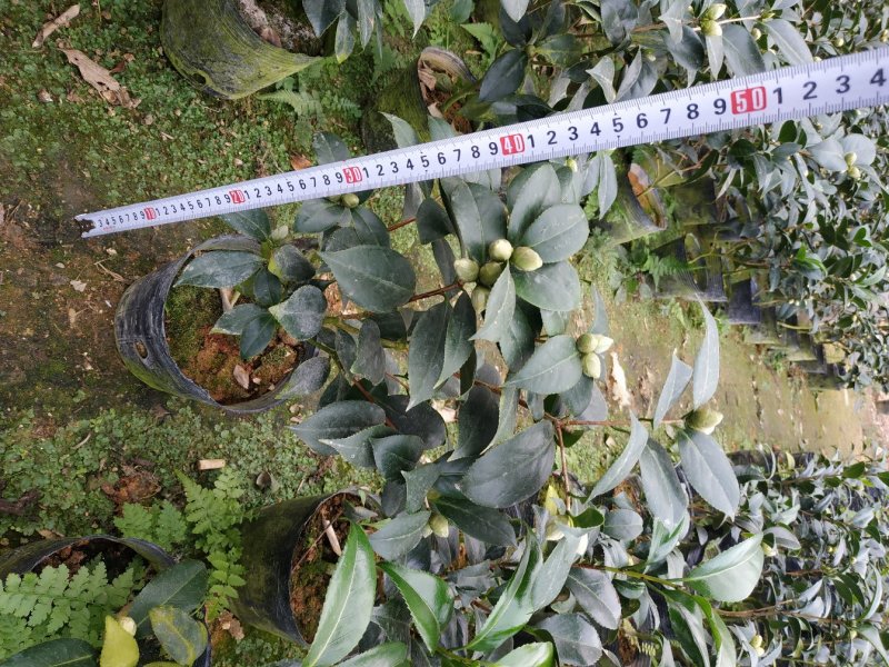 茶花赤丹16杯种植户直销一手货源视频看货放心选苗精挑细选