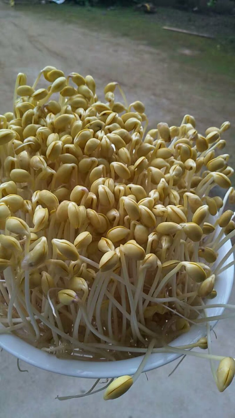 豆芽机家用全自动大容量发豆牙菜生绿豆芽黄豆芽花生芽罐盆神