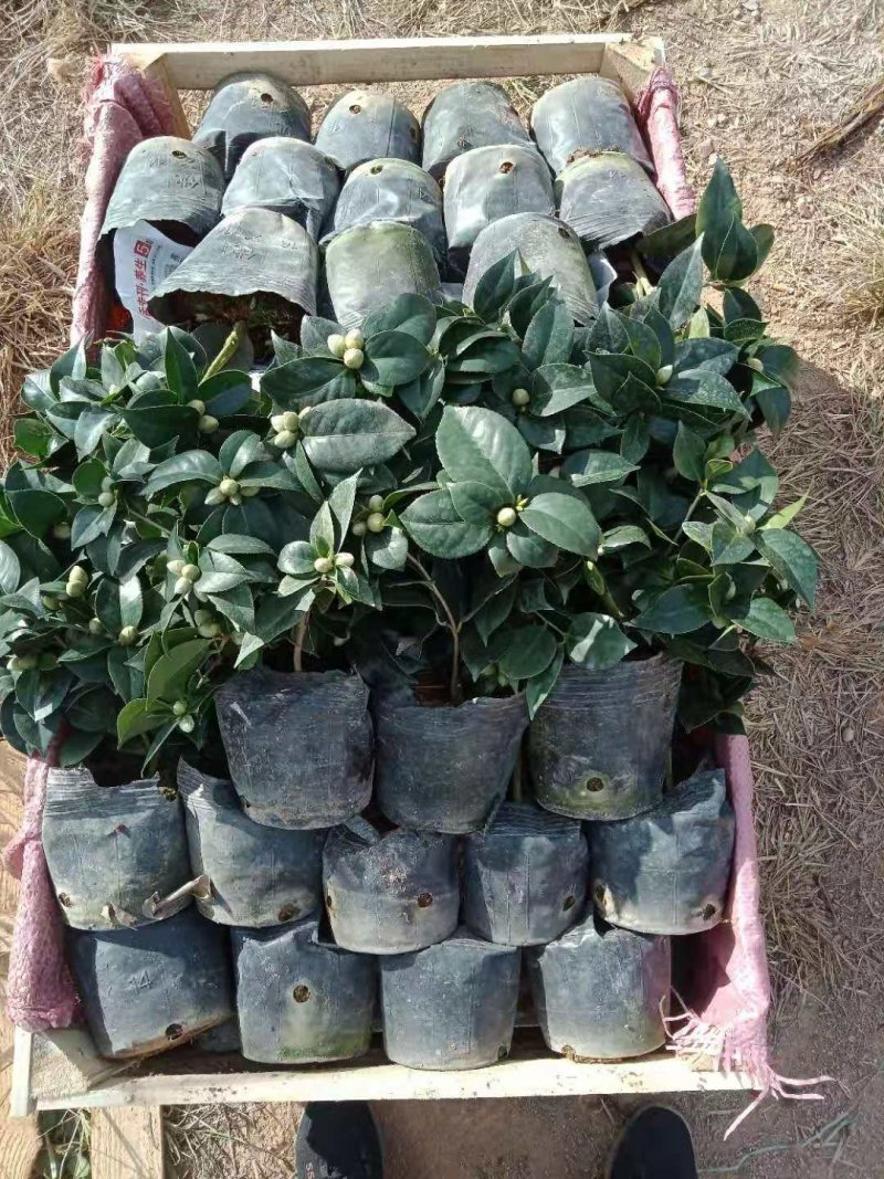茶花赤丹16杯种植户直销一手货源视频看货放心选苗精挑细选