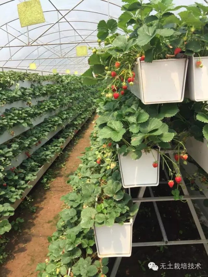 草莓基质，无土栽培水培草莓草莓营养土，草莓架