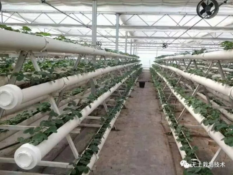草莓基质，无土栽培水培草莓草莓营养土，草莓架
