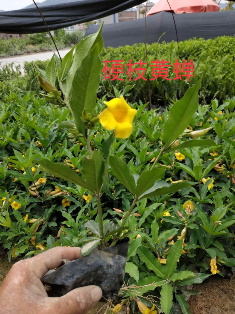 硬枝黄蝉20高左右漳州苗木基地直发视频看货