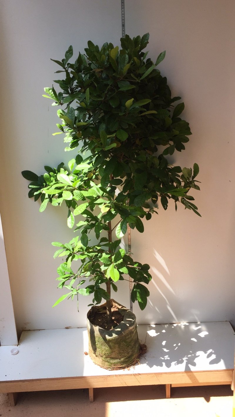 神秘果苗，新品种，带营养杯发货，苗子大小规格都有