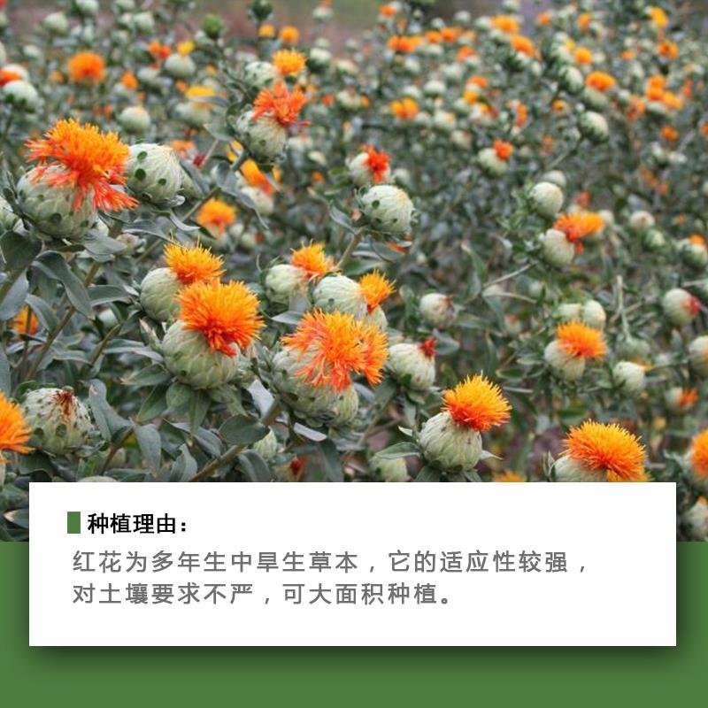 特级红花种子中药材网红花种籽新疆刺红花种孑春四季种植产量
