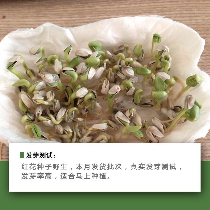 特级红花种子中药材网红花种籽新疆刺红花种孑春四季种植产量