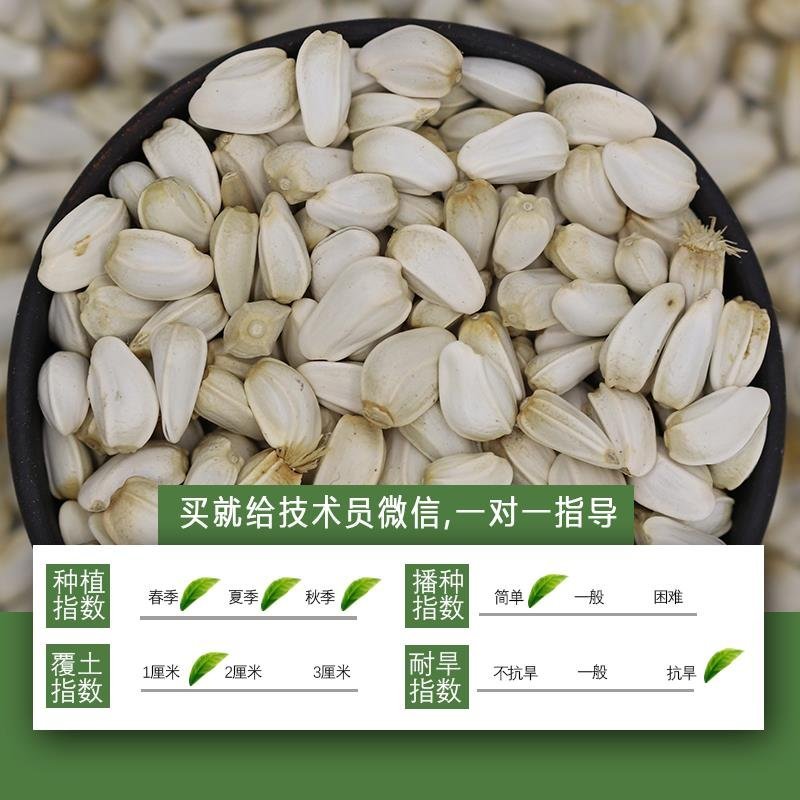 特级红花种子中药材网红花种籽新疆刺红花种孑春四季种植产量