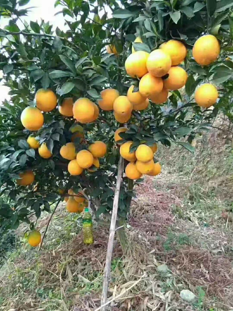 赣南脐橙20斤装