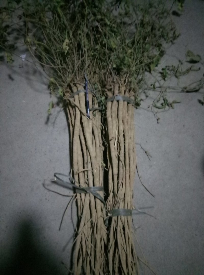 千斤拔小叶红皮千斤拔鲜货