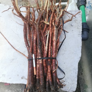 千斤拔小叶红皮千斤拔鲜货