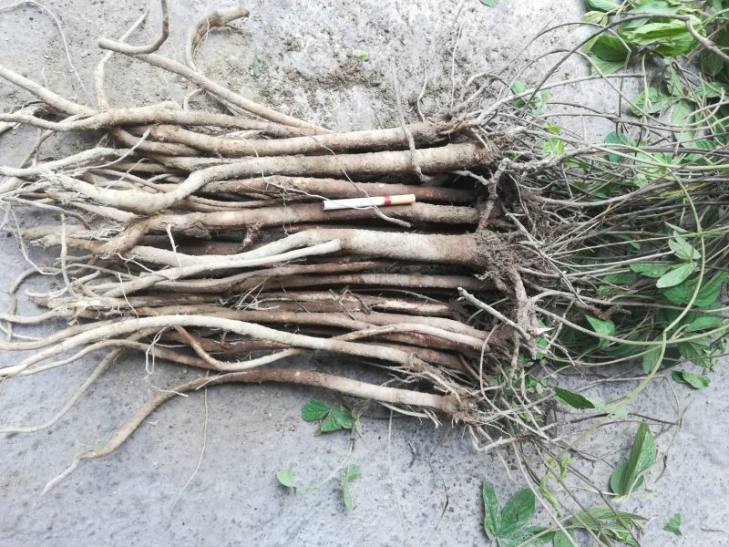 千斤拔小叶红皮千斤拔鲜货