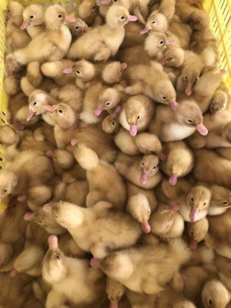 桂柳白鸭