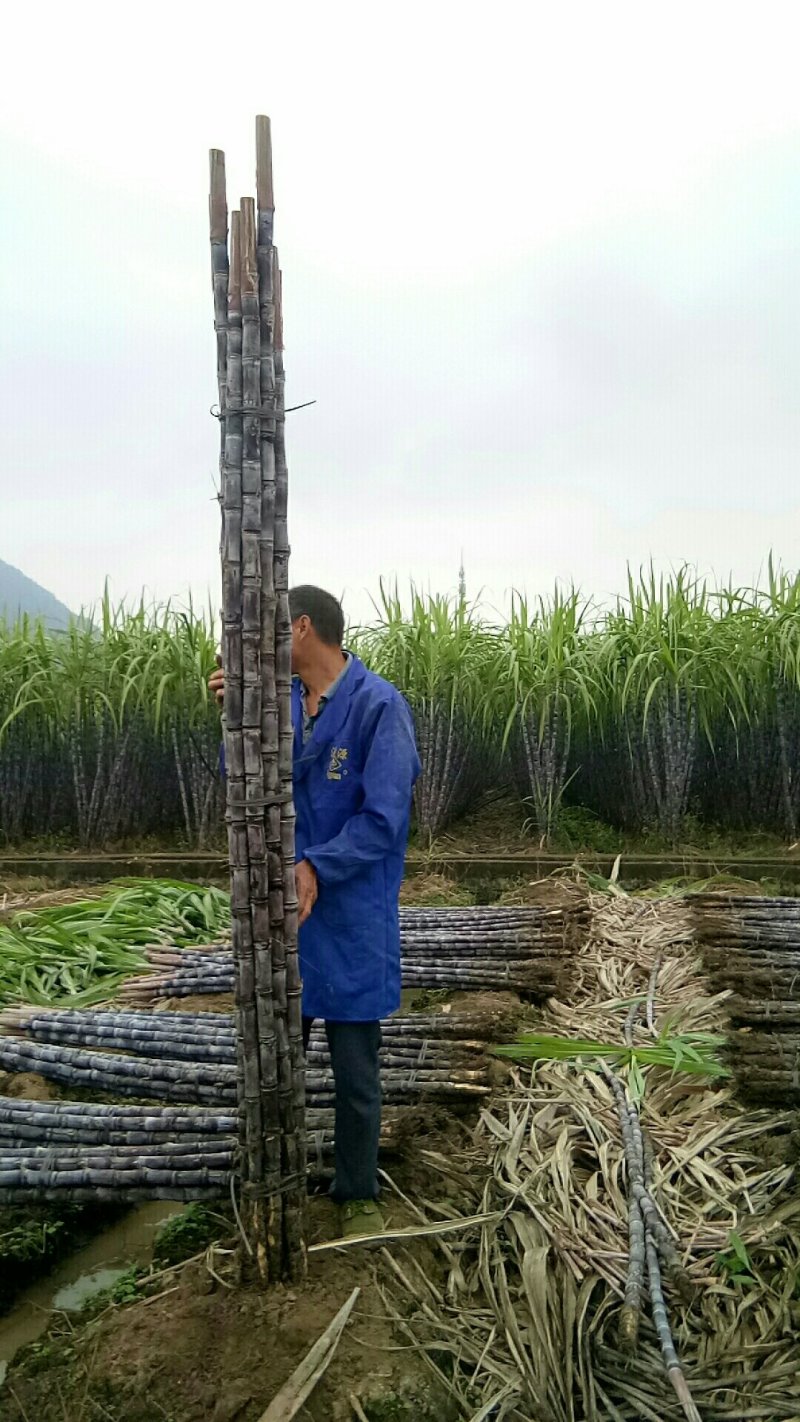 广西省桂林市阳朔县福利镇黑皮果蔗阳光代购！