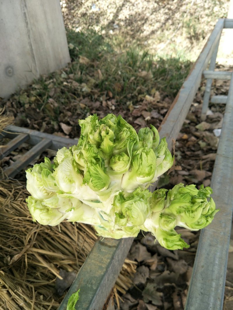 精品儿菜