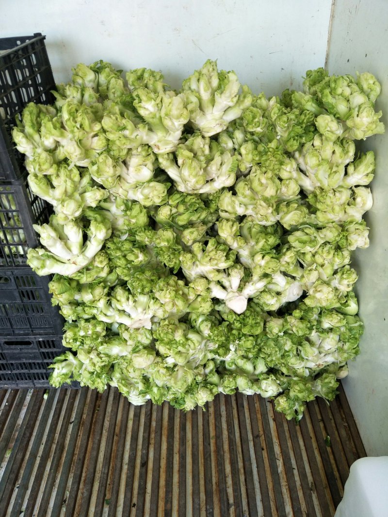 精品儿菜