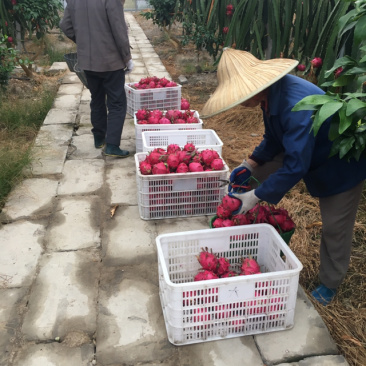 红心火龙果