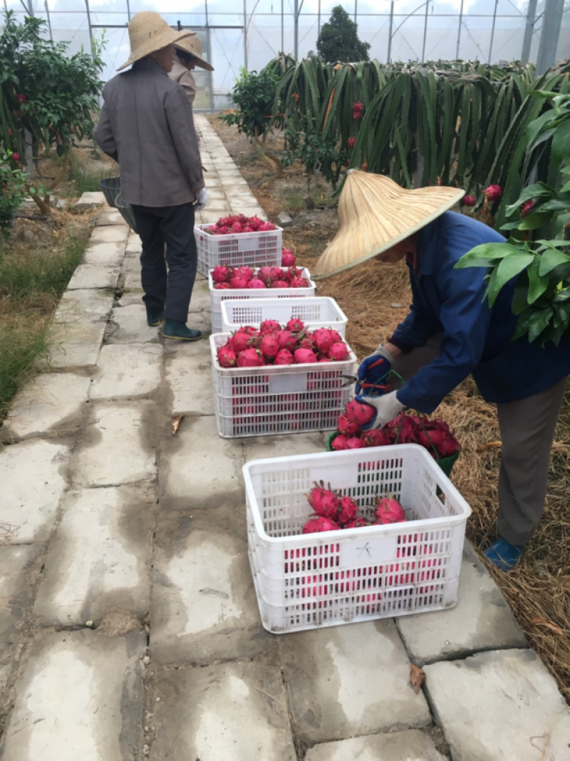 红心火龙果