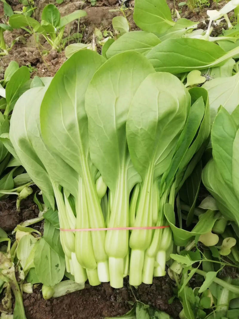 菜台