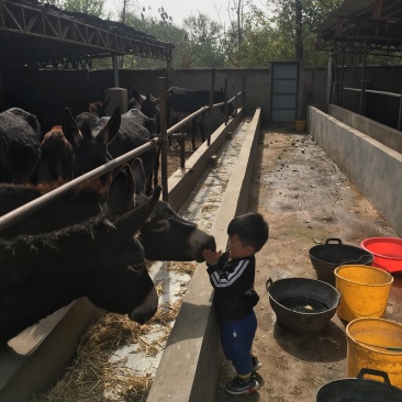 东北地区毛驴大量现货，可供全国