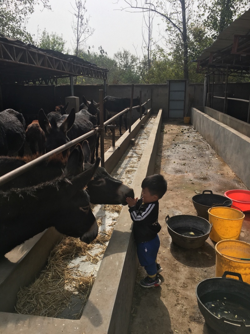 东北地区毛驴大量现货，可供全国