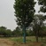 五角枫大规格30公分货源供应