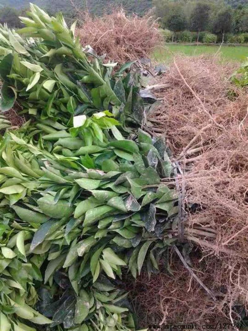新品种嫁接无籽沃柑柑橘苗包成活包品种现卖现发