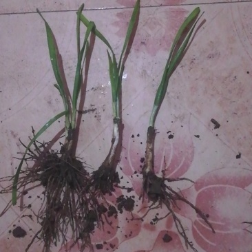 韭菜根粗叶面