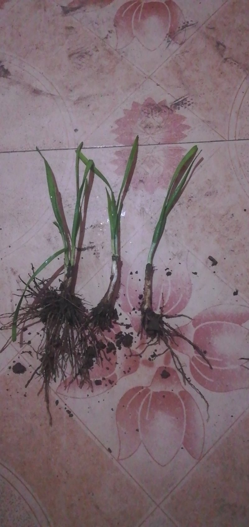 韭菜根粗叶面