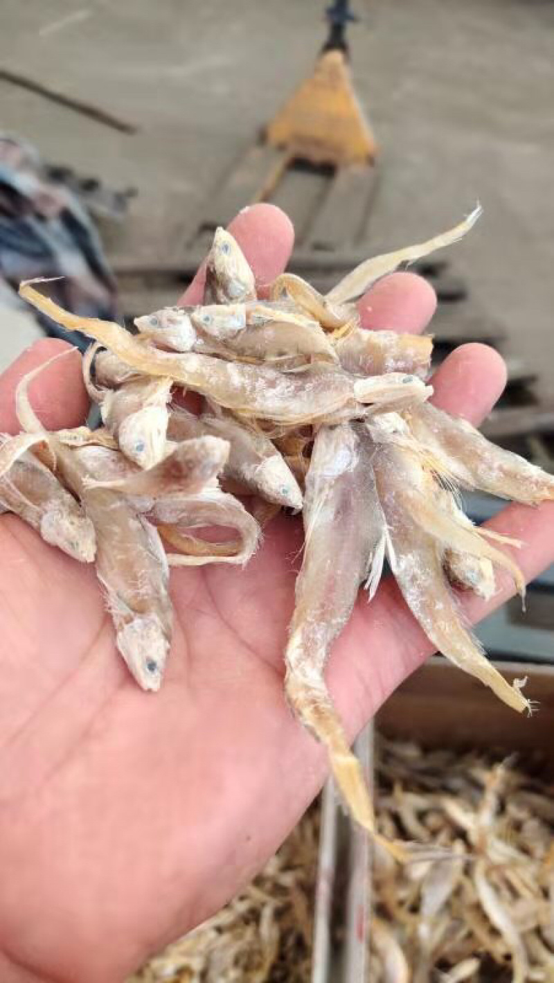 毛刀鱼干鄱阳湖野生鱼自然晒干