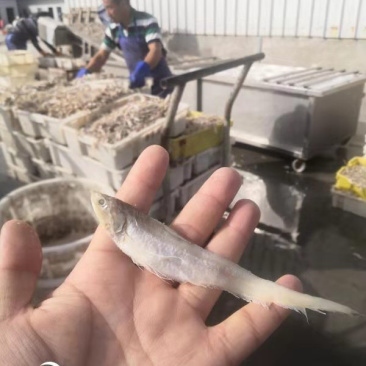 毛刀鱼干鄱阳湖野生鱼自然晒干