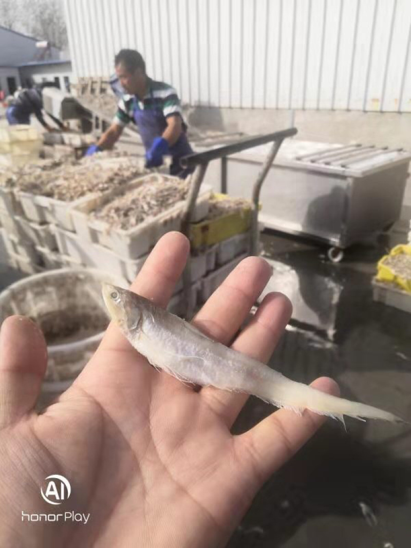 毛刀鱼干鄱阳湖野生鱼自然晒干