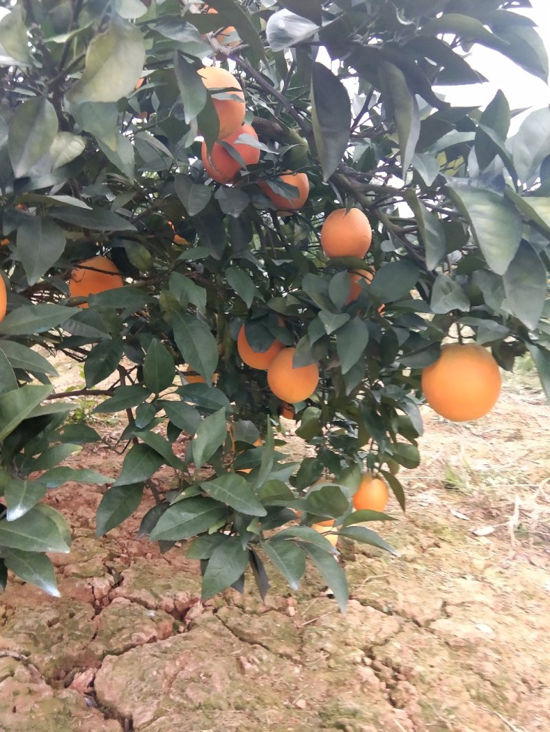 广西桂林红心橙纽荷尔脐橙65起步大量上市供应可视频看货