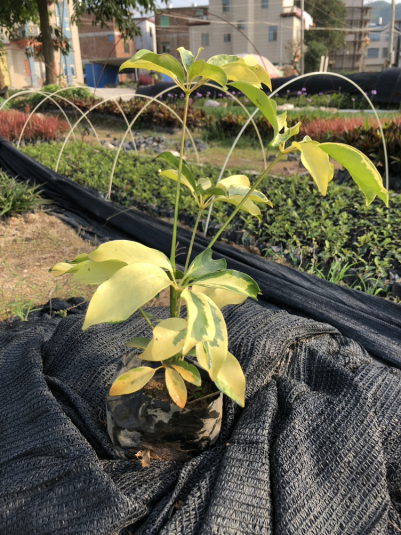 鸭脚木鹅掌柴15-35各种高度漳州花卉基地