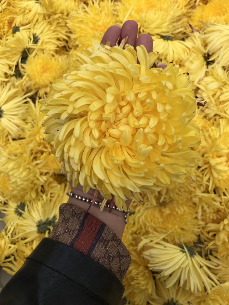 特级大朵金丝皇菊