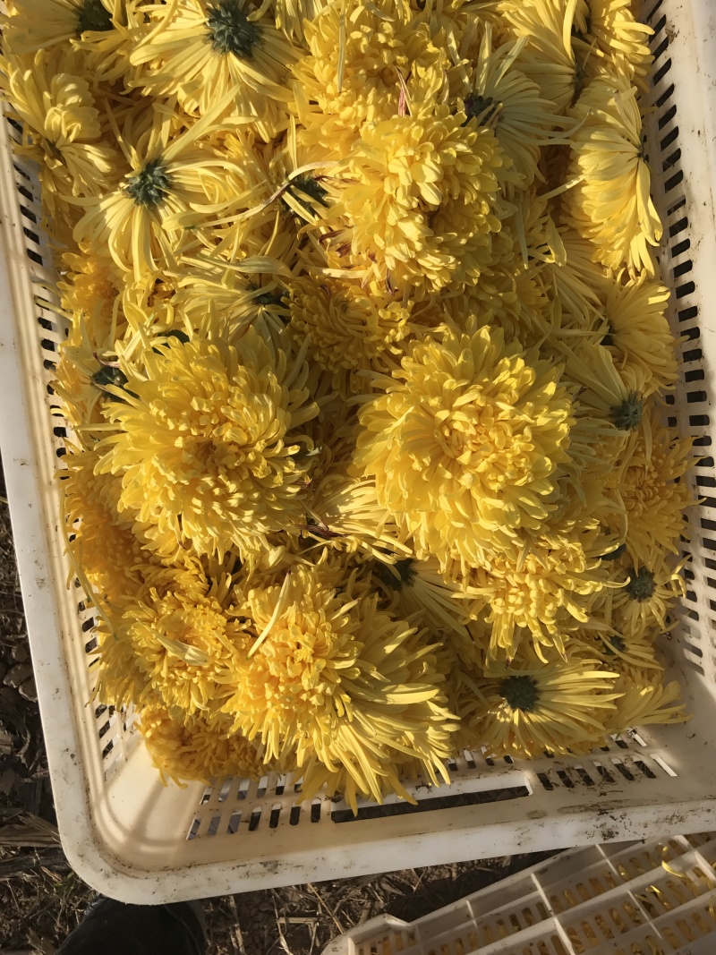特级大朵金丝皇菊