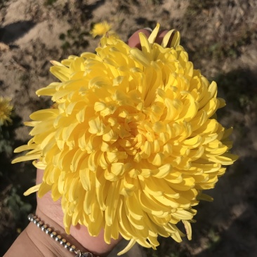 特级大朵金丝皇菊