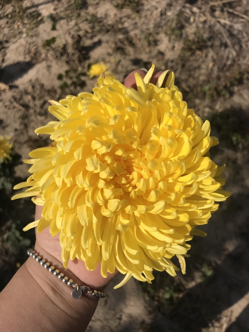 特级大朵金丝皇菊