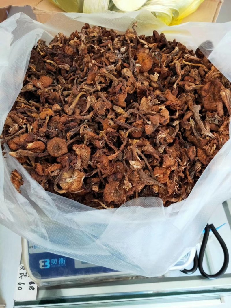 野生东北手工晾晒榛蘑