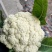 精品散花菜，实花菜，基地供货，提供各种包装，专业诚信代办