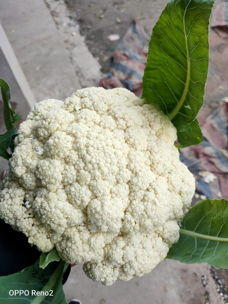 精品散花菜，实花菜，基地供货，提供各种包装，专业诚信代办